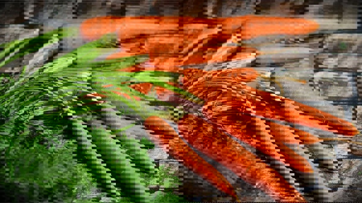 دراسة حديثة توصي بتناول الجزر بانتظام لخفض ضغط الدم