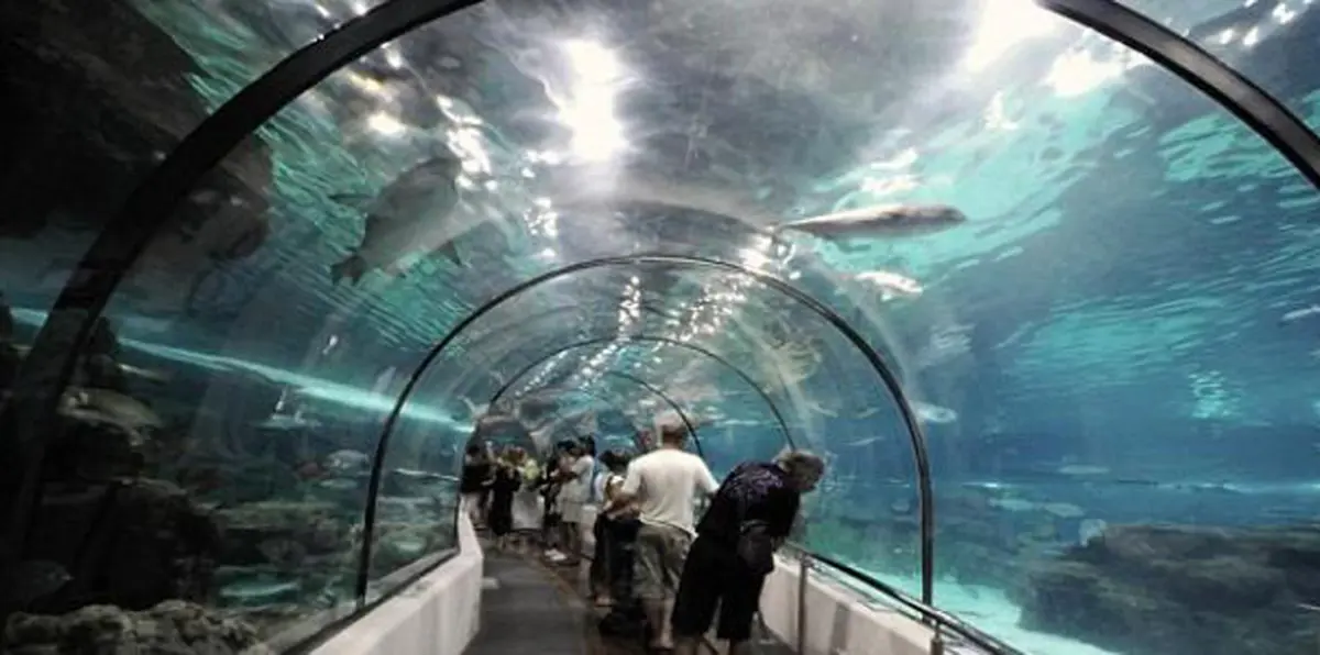 أحمق يحاول سرقة سمكة قرش من حديقة أسماك وإخفاءها بطريقة غريبة (فيديو)