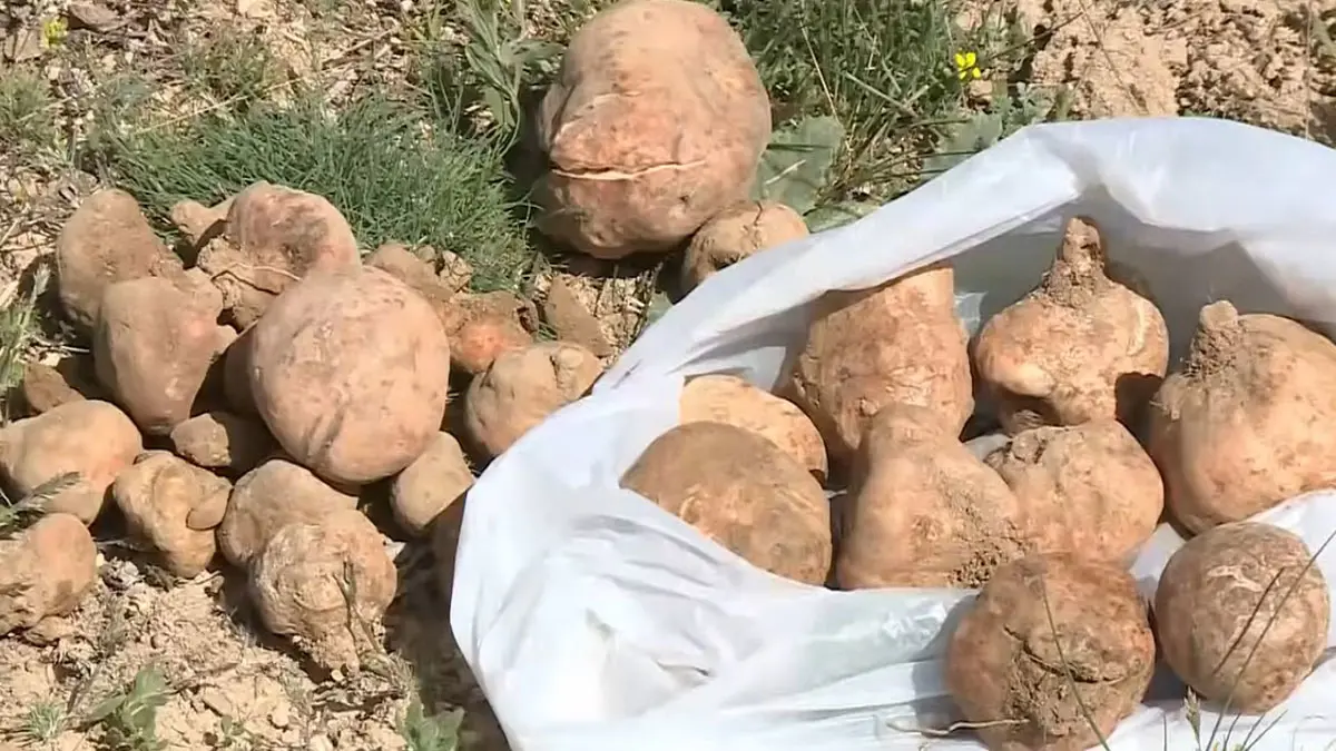 الأنبار العراقية تمنع السكان من جمع "الكمأ"