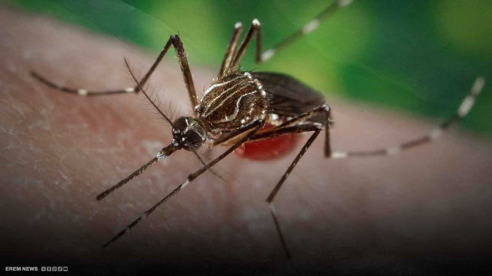 "ينقله "بعوض النمر".. ما هو فيروس "شيكونغونيا" الذي يهدد العالم؟