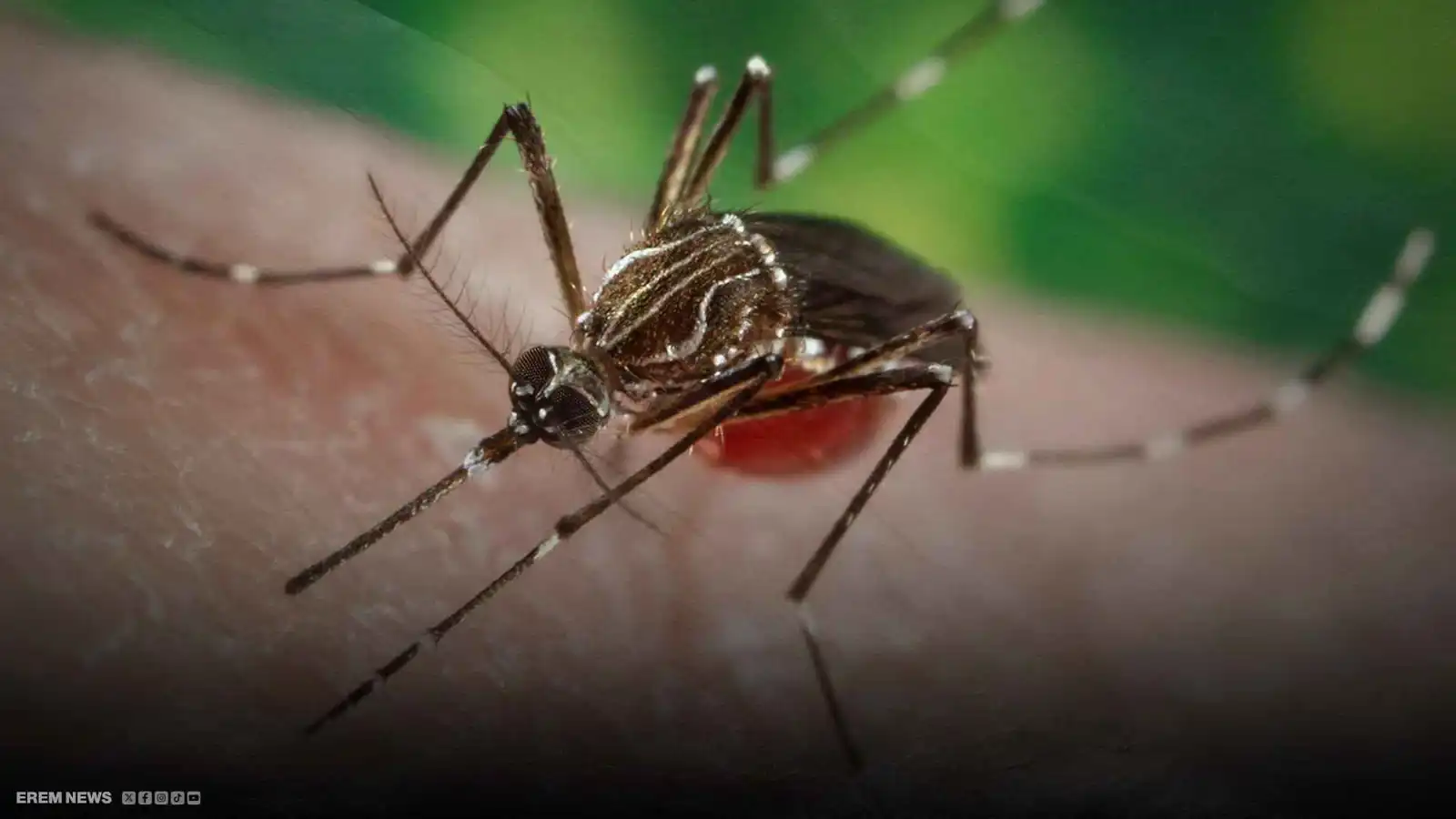 "ينقله "بعوض النمر".. ما هو فيروس "شيكونغونيا" الذي يهدد العالم؟