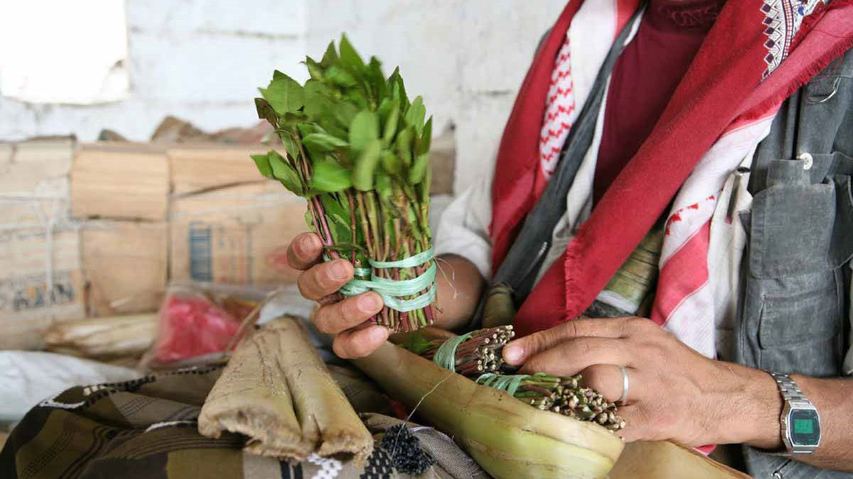 اليمن.. محافظة حضرموت تمنع دخول وتعاطي "القات" بشكل نهائي‎