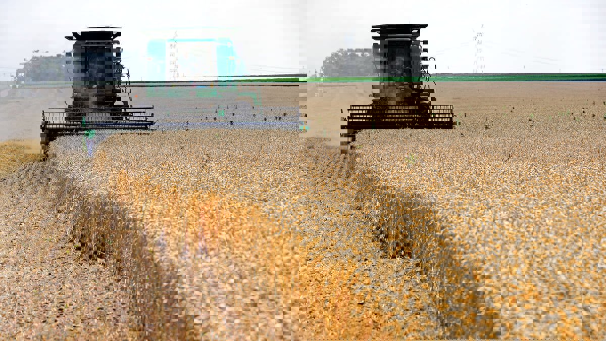 تراجع طفيف في أسعار الأغذية عالميًا والقمح يواصل ارتفاعه