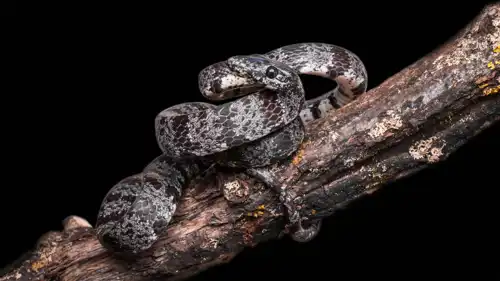 ثعبان Rhinophis siruvaniensis