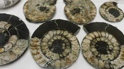 أحافير بحرية