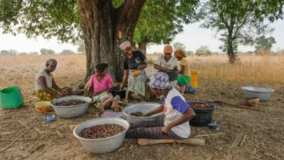 نساء أوغديات يعملن في أشجار الشيا