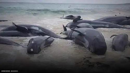 حيتان نافقة على شواطئ اليابان.. ما علاقة تسونامي وزلزال روسيا المدمر؟