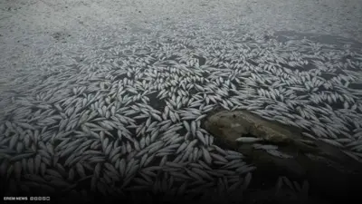 آلاف الأسماك تنفق في مياه النجف