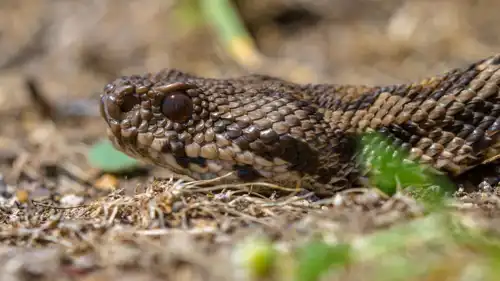 الأفعى العثمانية