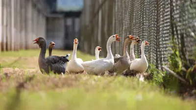 سرب من طيور الأوز