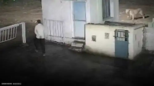 أسد يهرب من رجل