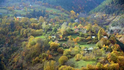 غابات تركية 