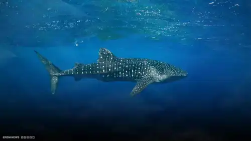 جريمة في عرض البحر.. تعذيب “العملاق النادر” يشعل غضب المصريين