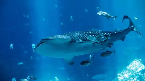 القرش الحوتي