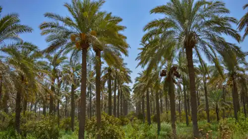 تعبيرية - نخيل العراق