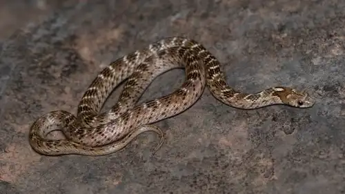 ثعبان Hypsiglena torquata