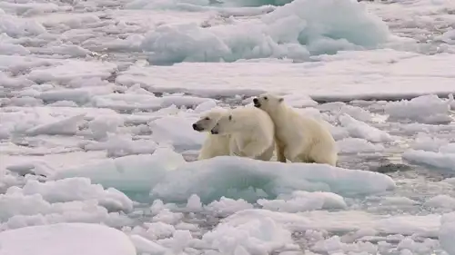 القطب الشمالي 