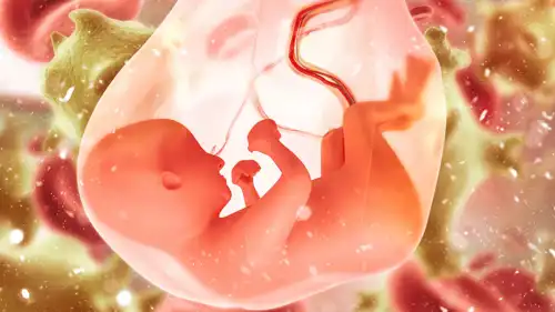 المشيمة (تعبيرية)