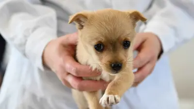 جرو في عيادة بيطرية 