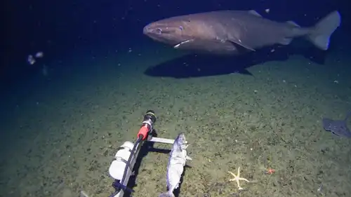 القرش النادر المكتشف