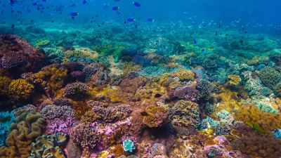 الشعب المرجانية