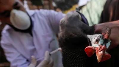 طبيب يحقن دجاجة بمصل مضاد للإنفلونزا