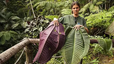 نبتة ميكونيا كالفسينس