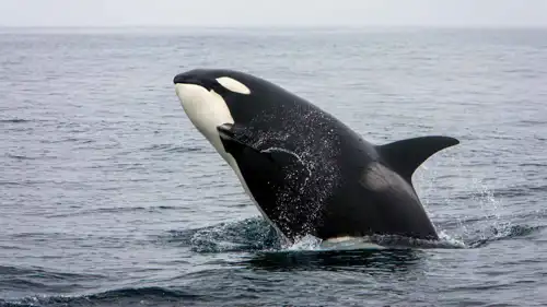 حوت الأوركا القاتل