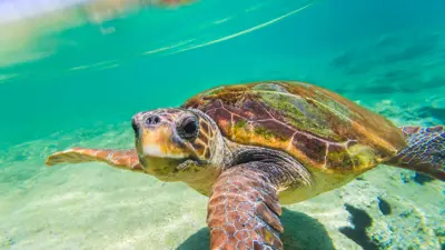 سلحفاة بحرية
