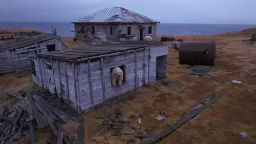 الدببة في المحطة