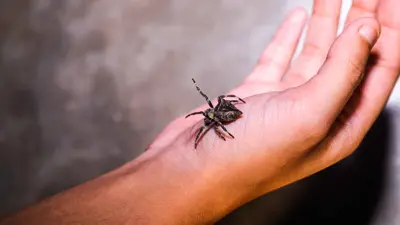 عنكبوت على يد رجل