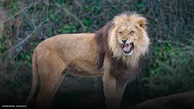 أسد يفترس ذراع امرأة