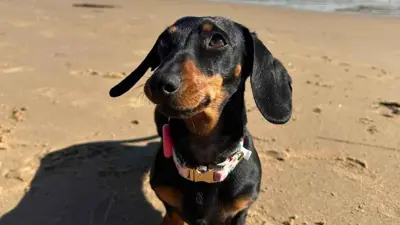 العثور على الكلبة فاليري