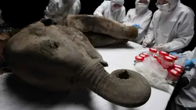 من تشريح الماموث