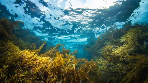 طحالب بحرية