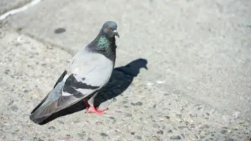 طير الحمام (تعبيرية)