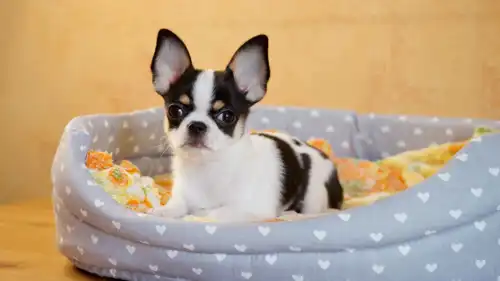 جرو تشيواوا