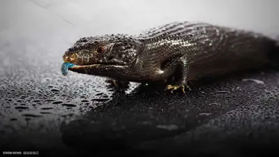 لعاب السحالي يكشف أورام البنكرياس