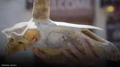 جمجمة غامضة