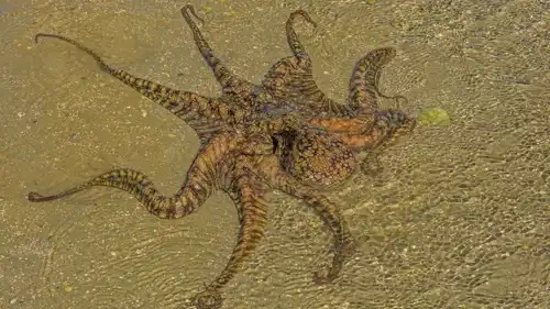 أخطبوط البقعتين الكاليفورني