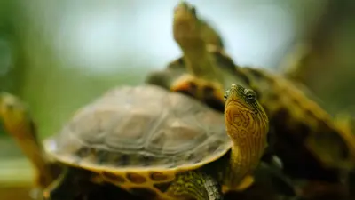 سلاحف الهيكوتيا