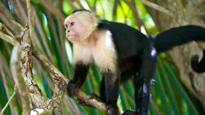 قرود الكابوشين