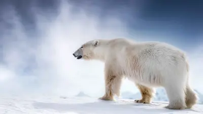 (الدب القطبي (تعبيرية