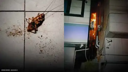 بسبب صرصور.. شابة تقتل جارتها