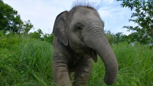 الفيلة باني