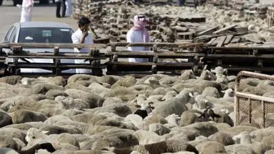 قطاع المواشي في السعودية 