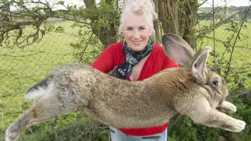 فأر ضخم يعض سيدة