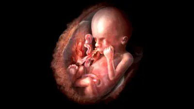 جنين في مراحل التكوين