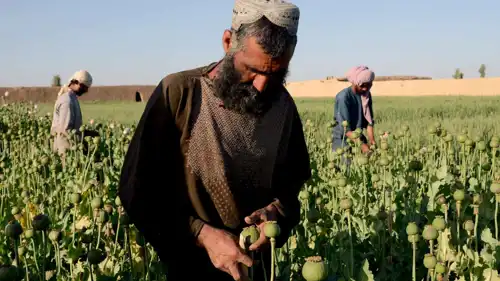 زراعة الأفيون