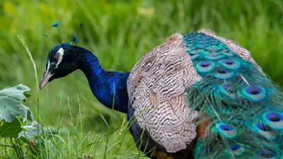 الطاووس الأزرق الهندي